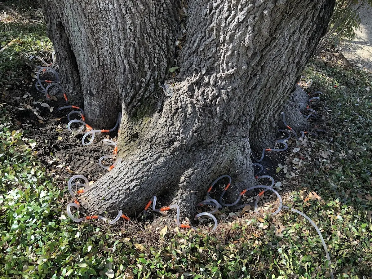 Detailed Tree Cabling and Bracing job site in Elmore