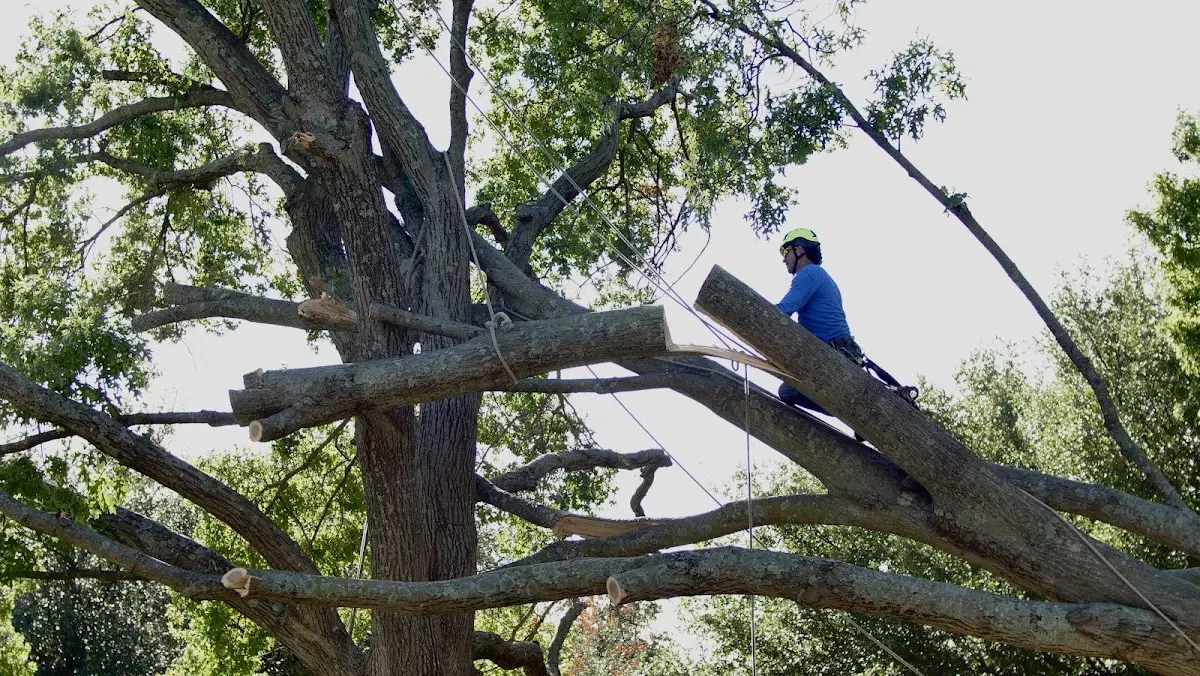 Professional Hazardous Tree Removal performed by certified arborists in Elmore
